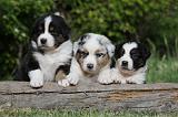 BERGER AUSTRALIEN PUPPIES 309
